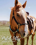 PLR Frosted Gator Tack Set