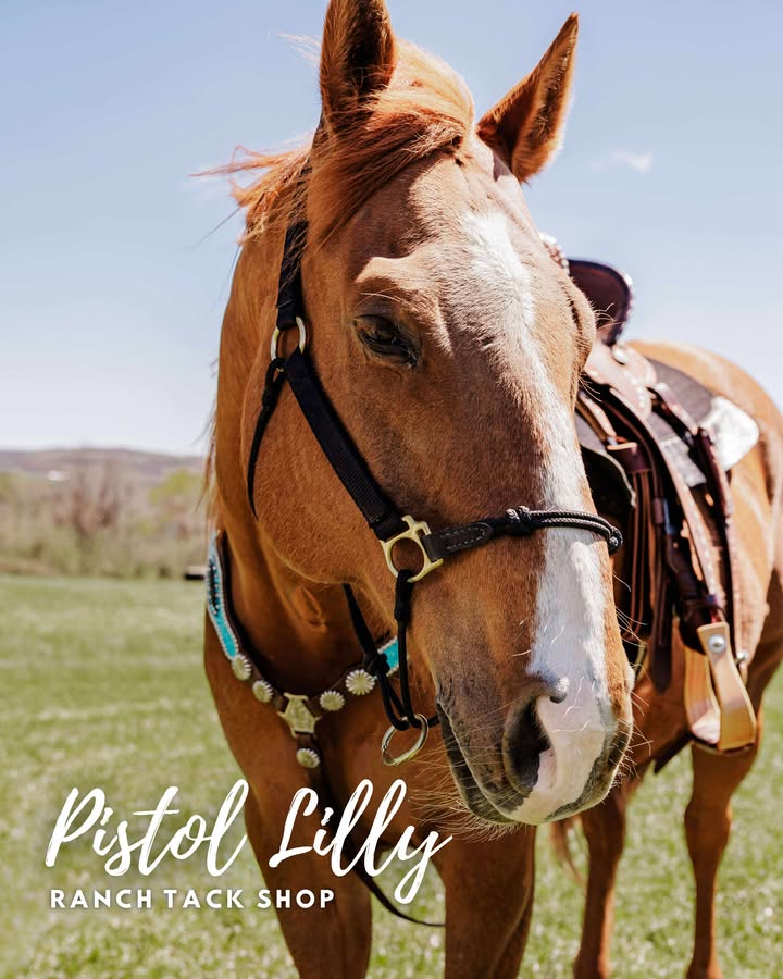 PLR Frosted Gator Tack Set