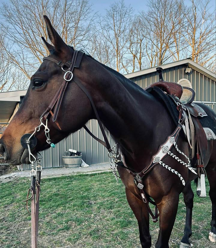 PLR White Lightning Tack Set
