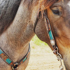 Circle Y Filigree Turquoise Gator Headstall
