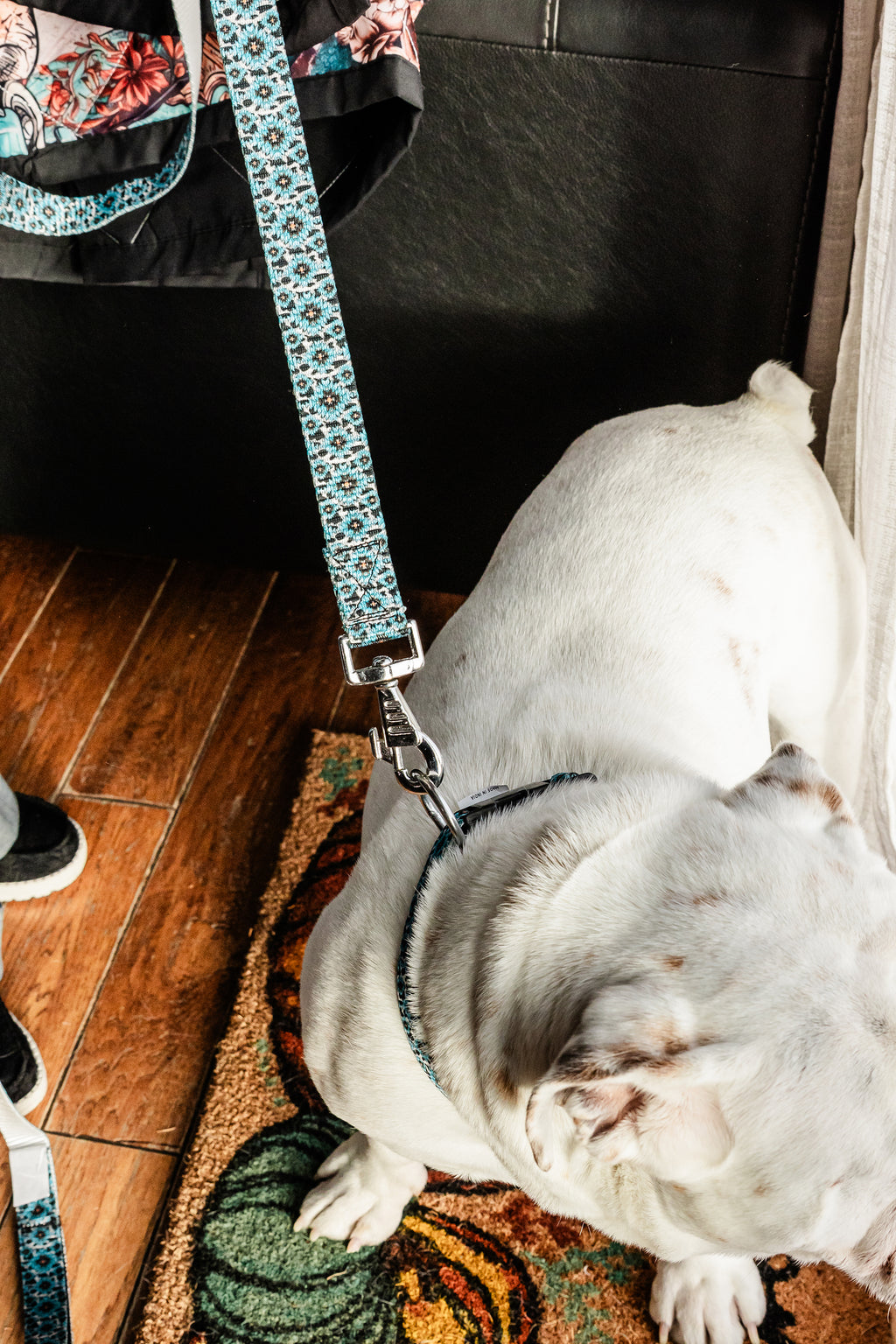 PLR Dog Collar And Leash Set
