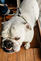 PLR Dog Collar And Leash Set