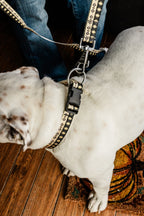 PLR Dog Collar And Leash Set