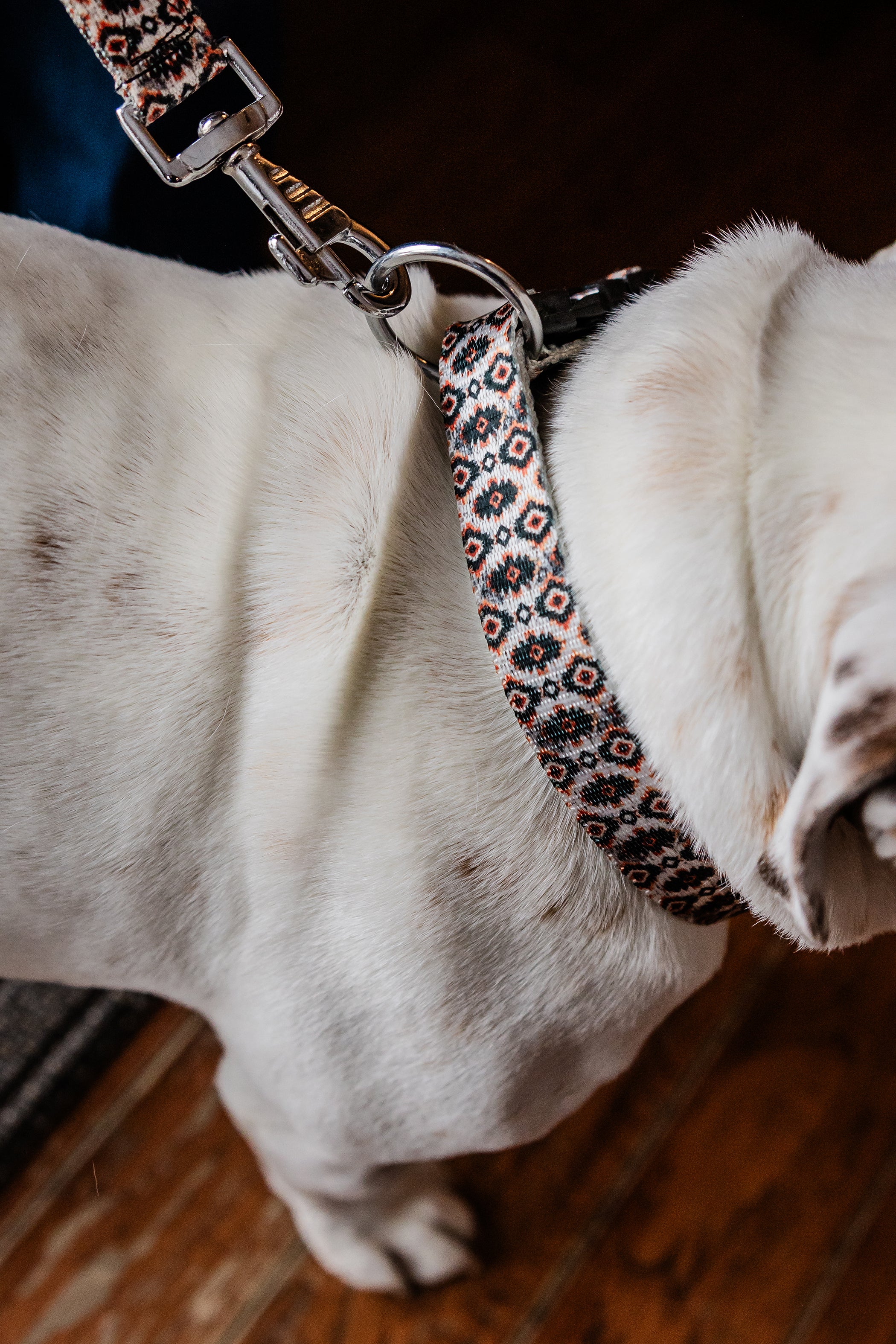 PLR Dog Collar And Leash Set