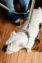 PLR Dog Collar And Leash Set