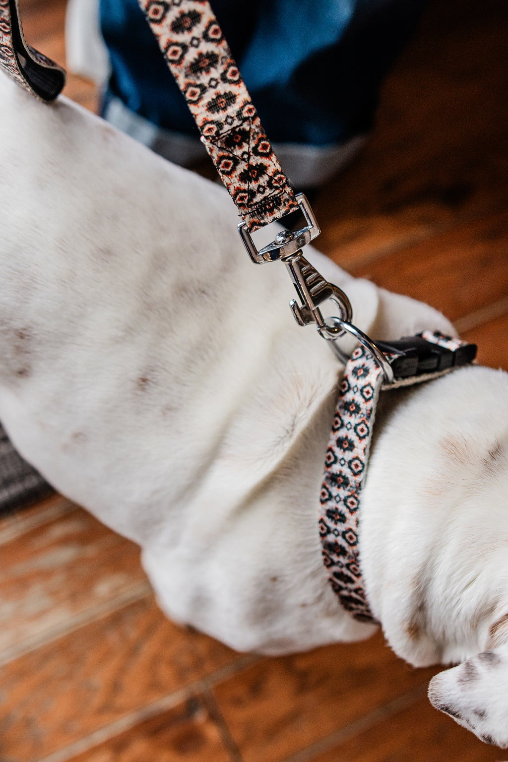 PLR Dog Collar And Leash Set