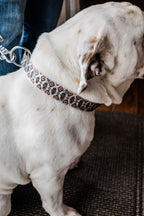 PLR Dog Collar And Leash Set