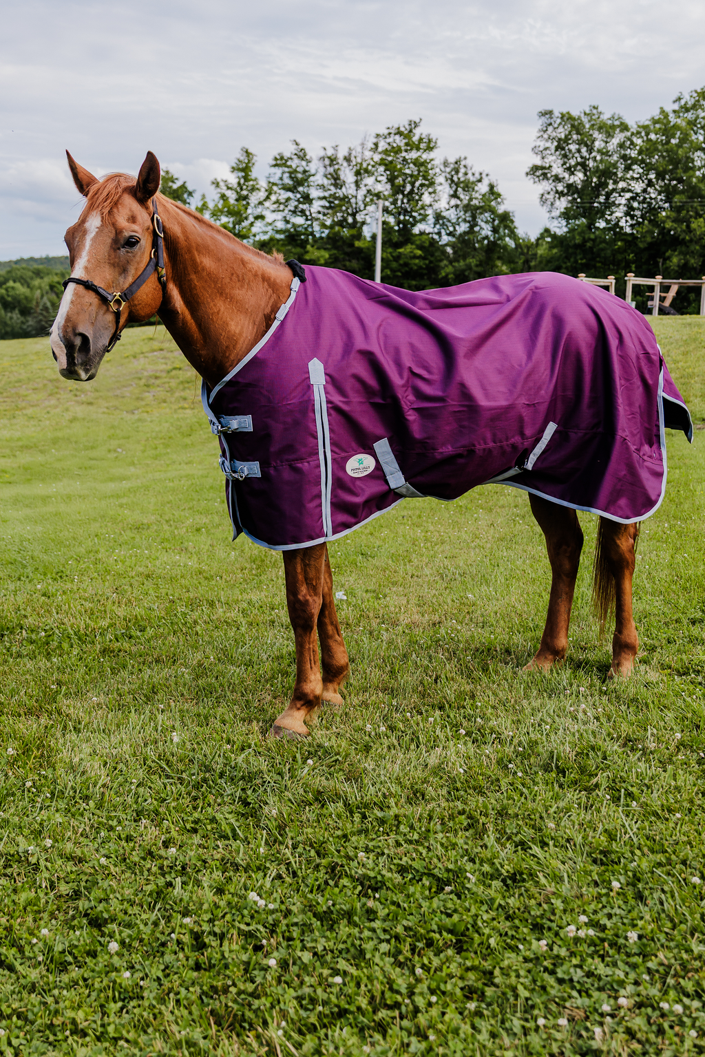 PLR Rain Sheet Plum/Grey