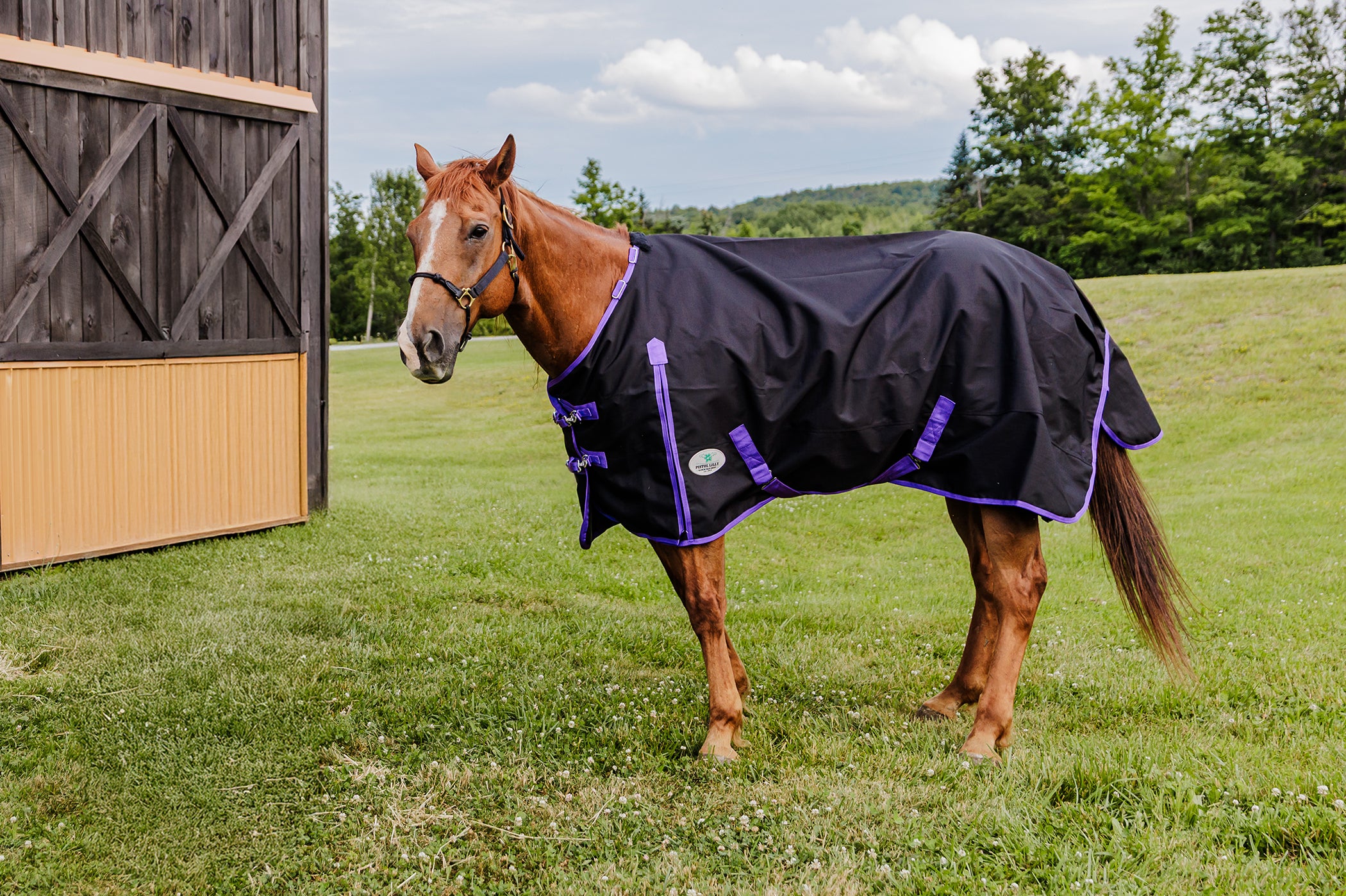 PLR Rain Sheet-Black/Purple